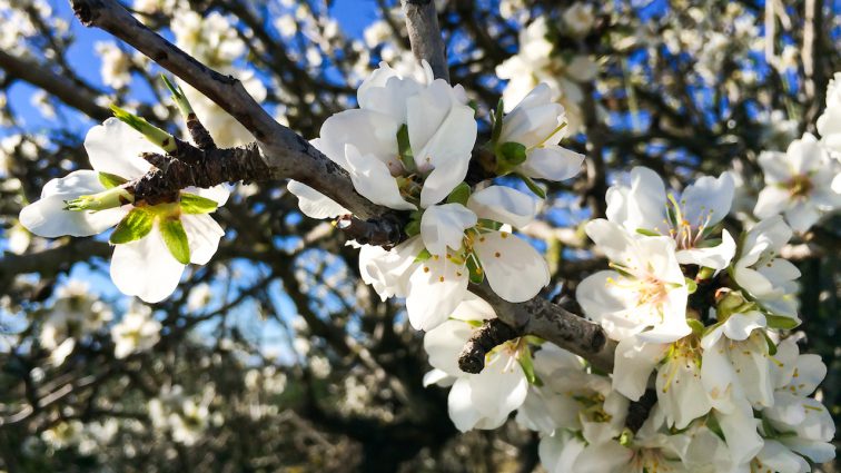 Die schönsten Wanderungen zur Mandelblüte auf Mallorca: Baleareninsel in Rosa