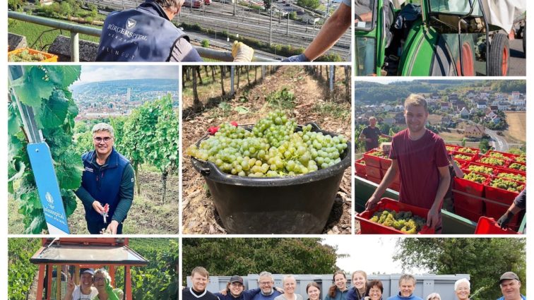 Resümee der Weinlese 2022 der Fränkischen VDP.Prädikatsweingüter